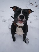 honden foto van Marjolein