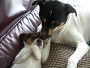 honden foto van Margreet