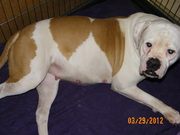 honden foto van aukje