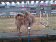 honden foto honden foto van annemiek