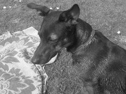 honden foto honden foto van mabel