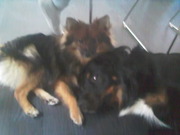 honden foto van Liesbeth, Duncan & Twingo