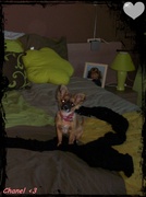 honden foto van Cindy