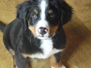 honden foto van wilma roos