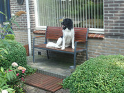 honden foto van jannie smit