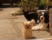 honden foto van RitaW