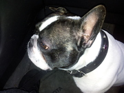 honden foto van Carola 