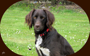 honden foto van van raemdonck jozef