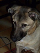 honden foto honden foto van Ruben