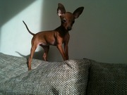 honden foto van Elly