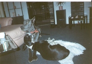 honden foto van brigitte