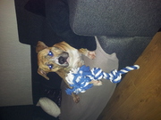 honden foto van joyce