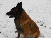 honden foto honden foto van Jeroen