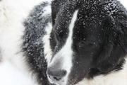 honden foto van Landseer ect