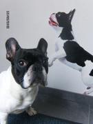 honden foto van Wendy