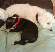 honden foto van Suzanne