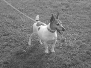 honden foto van Marianne