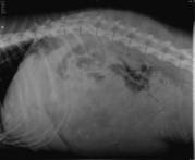 honden foto van cornelia