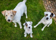 honden foto van Maylo, Fudge en Ziko † en baasje Laura 