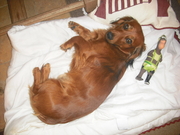 honden foto van Gina