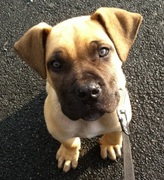 honden foto van Stefan