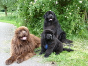 honden foto van Betty