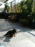 honden foto van verbrugge