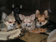 honden foto van Beestenboel