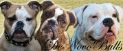 honden foto van patricia