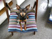 honden foto van Inge