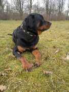 honden foto van Woeff!