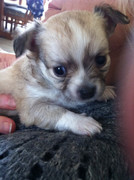 honden foto van ~Laura~ *Lizzy*Luna*Maya*