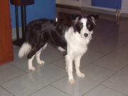 honden foto van Belle