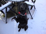 honden foto van elizabeth *sammy*