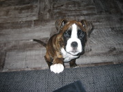 honden foto van Marjolein