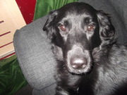 honden foto van lookie