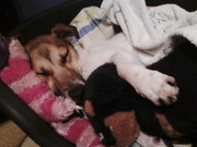 honden foto van jaël 