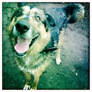 honden foto van Djamila