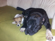 honden foto van Juicy