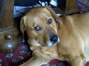 honden foto van jolanda scholtens