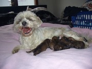 honden foto van mirella bongertman