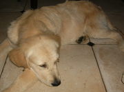 honden foto van bruce