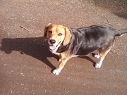 honden foto honden foto van Robin & Famke