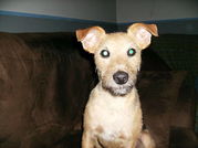 honden foto van Mieke