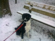 honden foto van Malissa