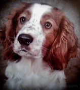 honden foto van Esther