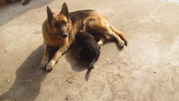 honden foto van Luys Elly