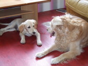 honden foto van suzanne