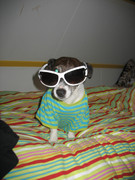 honden foto van Joanne, Baasje van Floortje