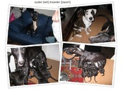 honden foto van kelly